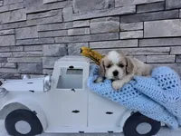 Wyatt, a male Cocker Spaniel for sale in Montgomery, IN – 1 of 3