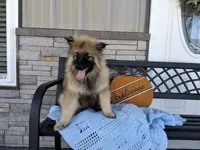 Daniel, a male Keeshond for sale in Montgomery, IN – 2 of 2