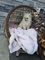 Carla, a female Pomeranian for sale in Montgomery, IN – 2 of 3
