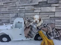 Winston, a male Cocker Spaniel for sale in Montgomery, IN – 3 of 3