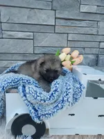 Archie, a male Keeshond for sale in Montgomery, IN – Photo 4 of 4