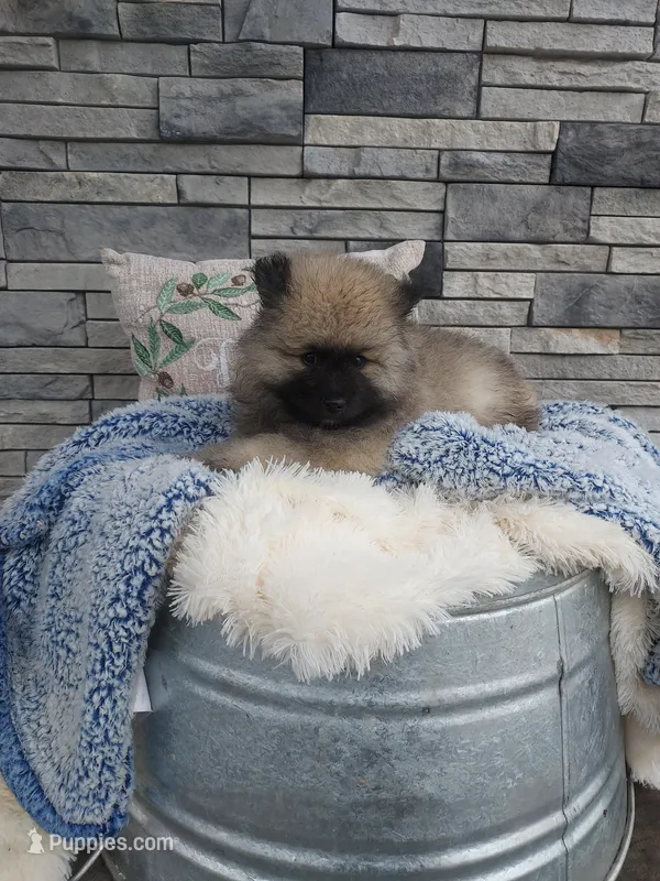 Archie – Keeshond puppy for sale in Montgomery, IN