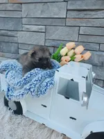 Archie, a male Keeshond for sale in Montgomery, IN – Photo 3 of 4