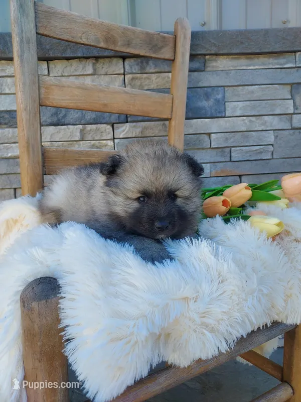 Archie – Keeshond puppy for sale in Montgomery, IN