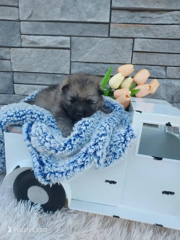 Archie – Keeshond puppy for sale in Montgomery, IN
