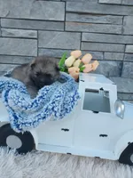 Archie, a male Keeshond for sale in Montgomery, IN – Photo 2 of 4