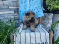 Daniel, a male Keeshond for sale in Montgomery, IN – 2 of 3