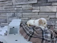 Winston, a male Cocker Spaniel for sale in Montgomery, IN – 2 of 3