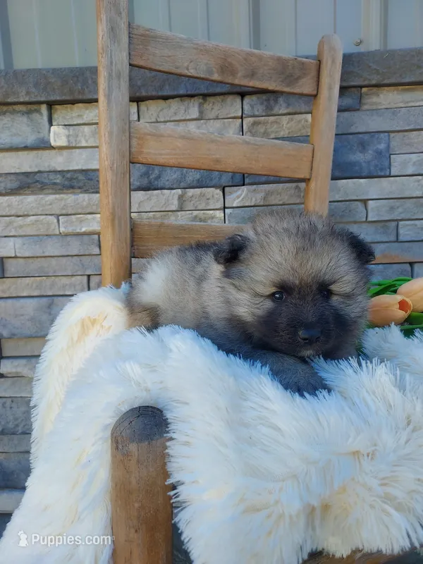 Austin – Keeshond puppy for sale in Montgomery, IN