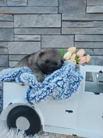 Austin, a male Keeshond for sale in Montgomery, IN – Photo 2 of 2