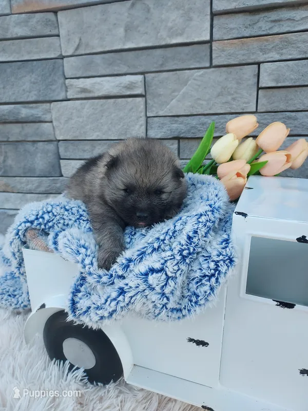 Austin – Keeshond puppy for sale in Montgomery, IN