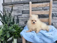 Hunter , a male Pomeranian for sale in Montgomery, IN – 5 of 6