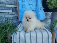 Hunter , a male Pomeranian for sale in Montgomery, IN – 2 of 3