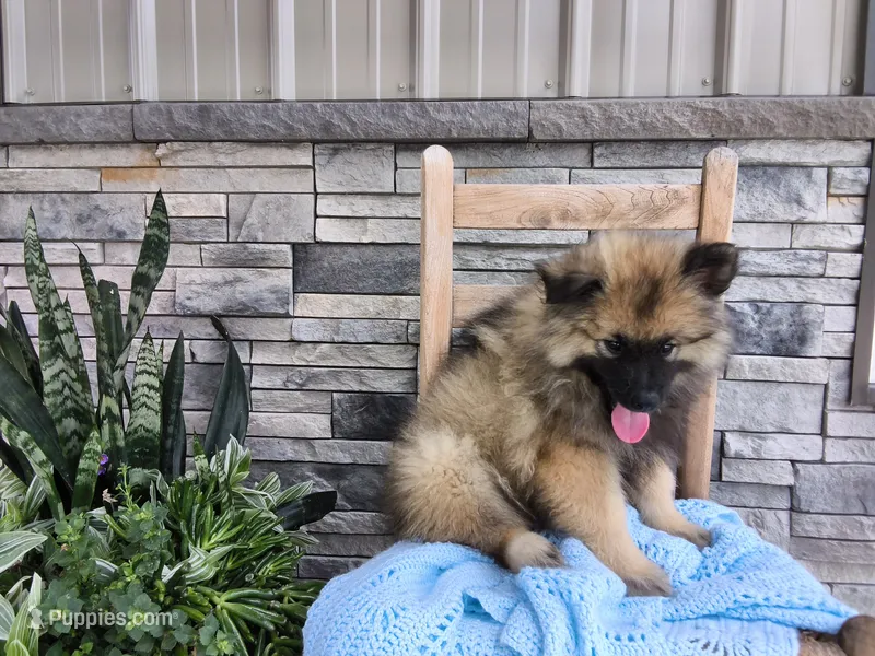 Daniel – Keeshond puppy for sale in Montgomery, IN
