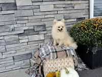 Hunter, a male Pomeranian for sale in Montgomery, IN – 4 of 4