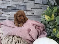 Emmalynn, a female Poodle - Miniature  for sale in Montgomery, IN – 2 of 3