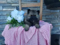 Sheila, a female Keeshond for sale in Montgomery, IN – 2 of 2