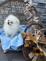 Caleb, a male Pomeranian for sale in Montgomery, IN – 5 of 6