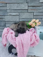 Angel, a female Keeshond for sale in Montgomery, IN – Photo 2 of 2