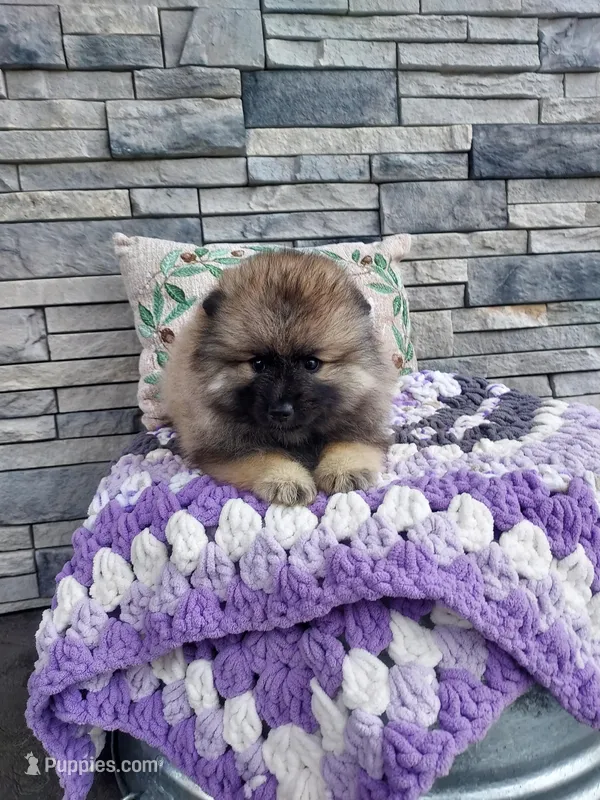 Angel – Keeshond puppy for sale in Montgomery, IN