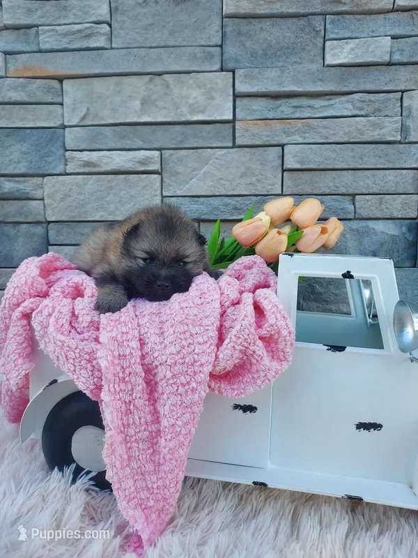 Angel – Keeshond puppy for sale in Montgomery, IN