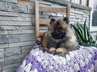 Avery, a female Keeshond for sale in Montgomery, IN – 3 of 3