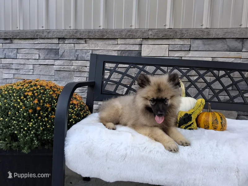 Carson – Keeshond puppy for sale in Montgomery, IN