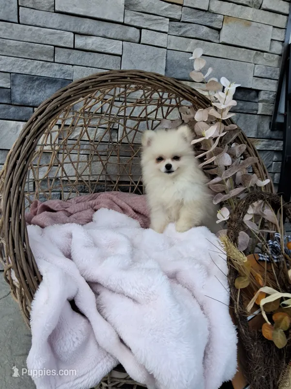 Carla – Pomeranian puppy for sale in Montgomery, IN
