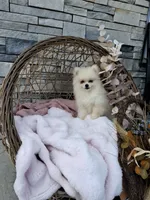 Carla, a female Pomeranian for sale in Montgomery, IN – 1 of 3