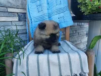 Devon, a male Keeshond for sale in Montgomery, IN – 3 of 3