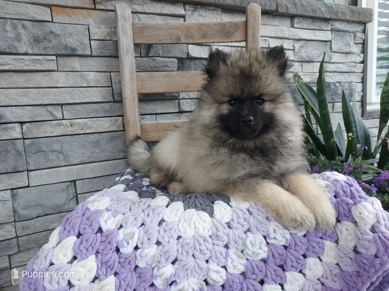 Angel – Keeshond puppy for sale in Montgomery, IN