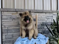 Daniel, a male Keeshond for sale in Montgomery, IN – 2 of 2