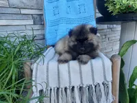 Darrin, a male Keeshond for sale in Montgomery, IN – 2 of 3