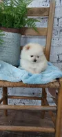 Wade, a male Pomeranian for sale in Montgomery, IN – Photo 3 of 3