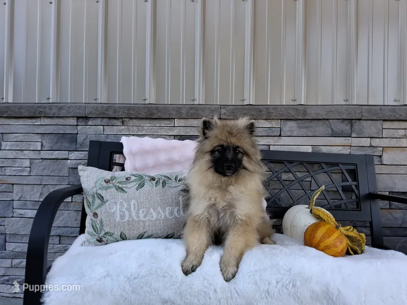 Callie – Keeshond puppy for sale in Montgomery, IN