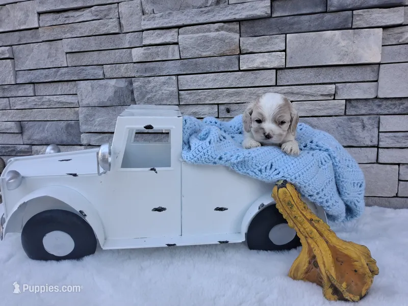 Waffles – Cocker Spaniel puppy for sale in Montgomery, IN