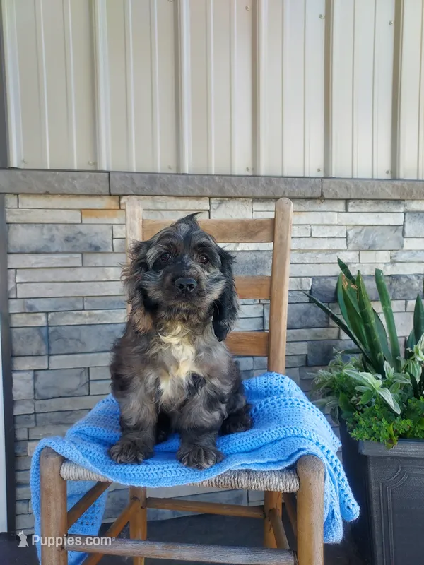 Milo – Cocker Spaniel puppy for sale in Montgomery, IN