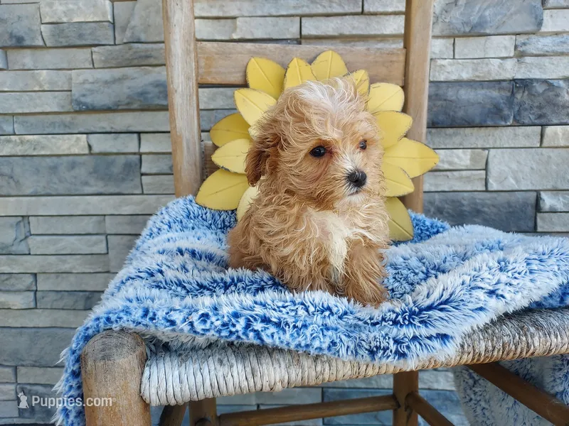 Liam – Maltipoo puppy for sale in Montgomery, IN