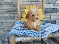 Liam, a male Maltipoo for sale in Montgomery, IN – 1 of 2