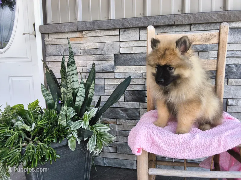 Dianne – Keeshond puppy for sale in Montgomery, IN