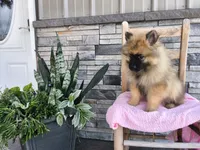 Dianne, a male Keeshond for sale in Montgomery, IN – 3 of 4