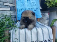 Dexter, a male Keeshond for sale in Montgomery, IN – 2 of 3