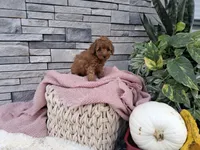 Emmalynn, a female Poodle - Miniature  for sale in Montgomery, IN – 3 of 3