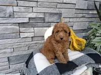 Elianna, a female Poodle - Miniature  for sale in Montgomery, IN – 2 of 3