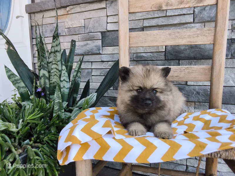 Cassandra – Keeshond puppy for sale in Montgomery, IN