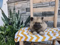 Cassandra, a female Keeshond for sale in Montgomery, IN – 1 of 3