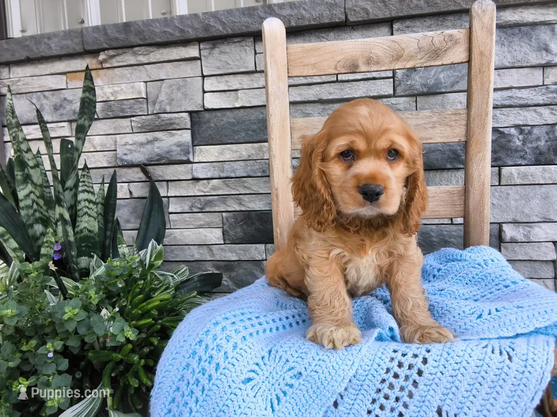 Ryan – Cocker Spaniel puppy for sale in Montgomery, IN