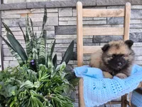 Charlie, a male Keeshond for sale in Montgomery, IN – 3 of 3