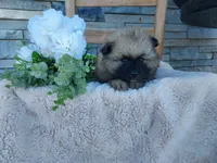 Shanna, a female Keeshond for sale in Montgomery, IN – 1 of 3