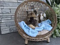 Cooper, a male Keeshond for sale in Montgomery, IN – 2 of 3